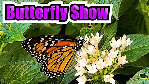 Krohn Conservatory Cincinnati | Butterfly Show in 4K