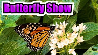 Krohn Conservatory Cincinnati | Butterfly Show in 4K
