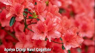 Açelya Çiçeği Nasıl Çoğaltılır