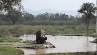 Elephant Focus: Lamyai Island @ThinkElephantsIntl