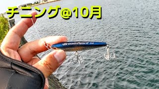 【トップチニング】ブリームペンシルが一撃過ぎる⚡