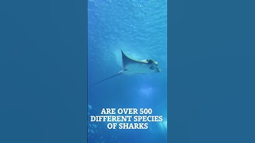 Jaws Unleashed: The Fascinating World of Sharks  #shorts