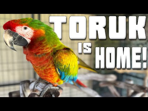 TORUK IS FINALLY HOME!!!