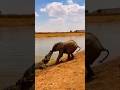 Crocodile vs Elephant Mom A Savage Attack Ends in Rescue 악어 코끼리 엄마잔혹한 공격, 기적의 구출 ワニ 母ゾウ残酷な襲撃、奇跡の救出
