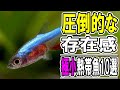 小さな体に輝く魅力！水槽を彩る小型熱帯魚10選【淡水魚 アクアリウム】