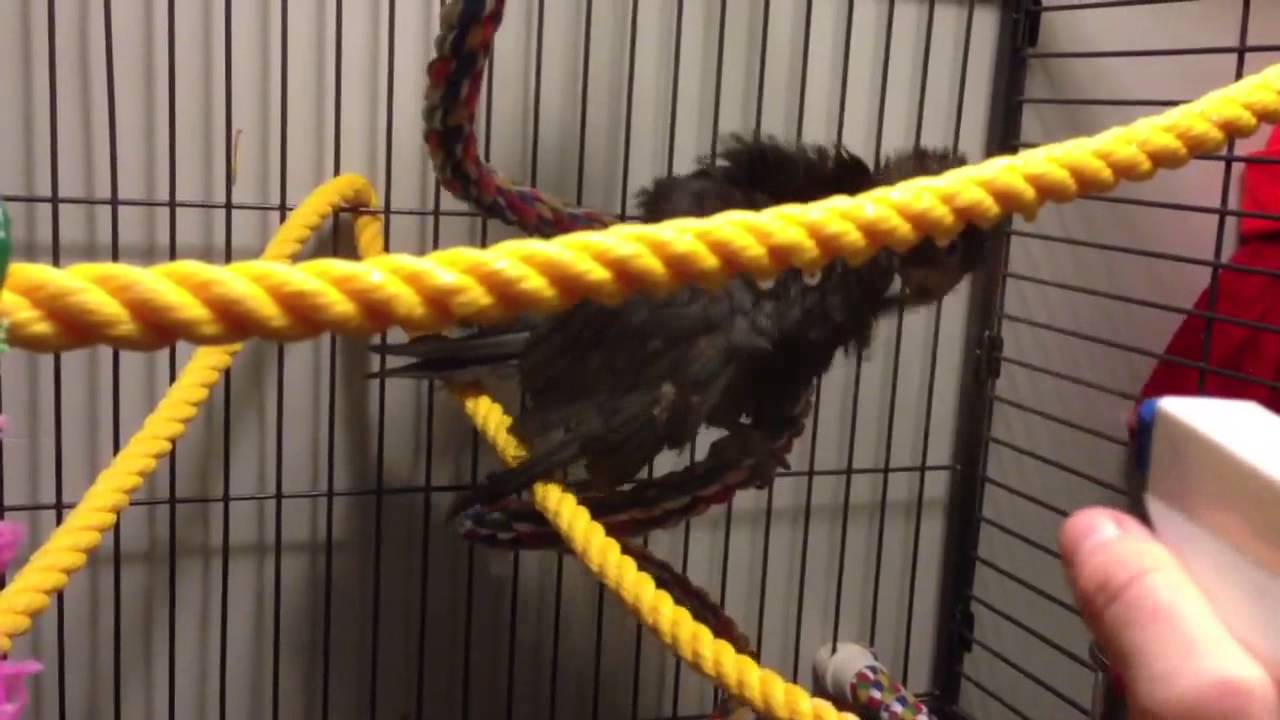 Vasa parrot gets a shower 