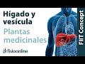 Todas las plantas medicinales para el hgado y vescula biliar