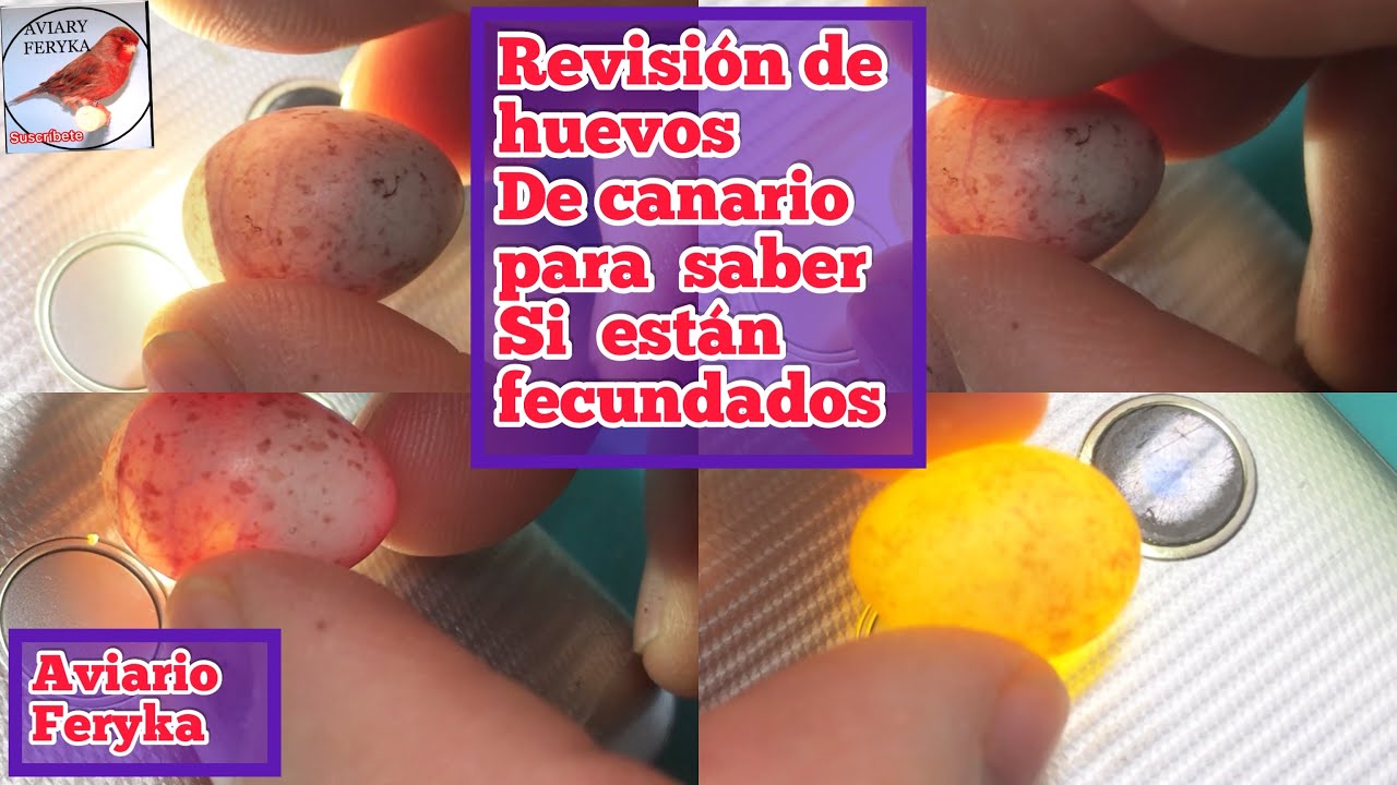 Revisión de huevos de canario 🥚 para saber si están fecundados - YouTube