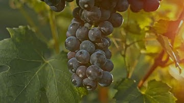 HydroShoot: a functional-structural plant model for simulating hydraulics, gas and energy exchange