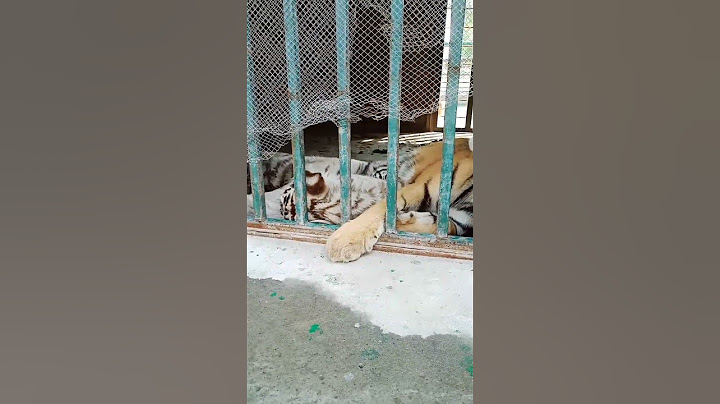 Tiger 4 🐅 Pinjra y Tor kr Bag hny Laggy | The Tigers Started To Fight in Four Cages | Abid Hussain
