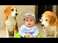 Should i have a Baby if i have Beagle dogs?