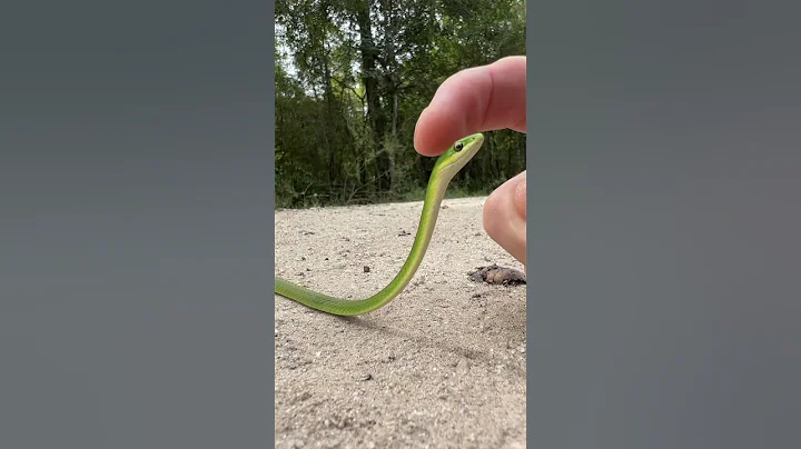 Green Snake Snek Boop 🐍 #shorts - DayDayNews