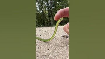 Thumbnail of Green Snake Snek Boop 🐍 #shorts