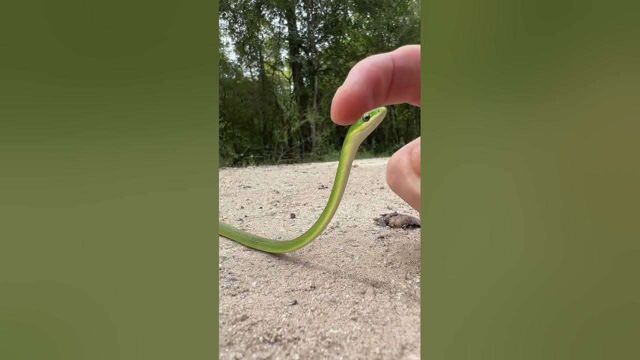 Green Snake Snek Boop 🐍 #shorts