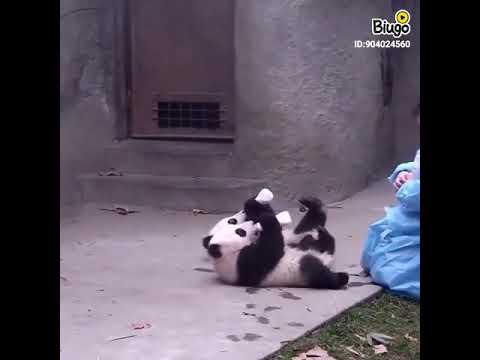 Pandalar cox sirin