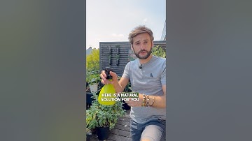 Natural solution to treat your plants 🌿 from aphids & bugs 💚 #gardening #garden  #pestcontrol