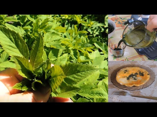 Сныть - это 🌿 еда: яичница, сок и приправа. Пища долгожителей.