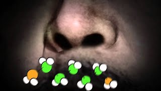 What Does Death Smell Like? | NOVA scienceNOW