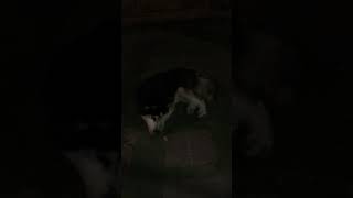 My dog tries to eat oxtail bone