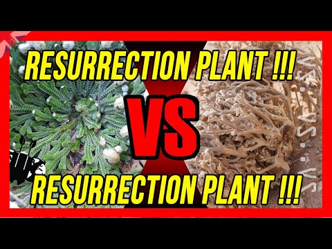 Resurrection plants: don't get confused or scammed! Dinosaur plant VS Rose of Jericho