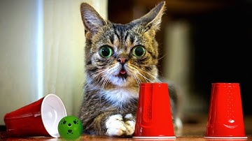 Cats and Dogs Playing The Shell Game Compilation