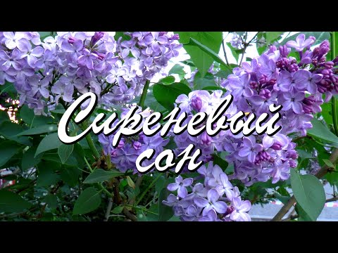 С душистым запахом Сирени уходит МАЙ, а с ним — ВЕСНА
