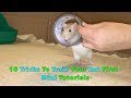 10 Tricks To Train Your Rat/Mouse First - Mini Tutorials