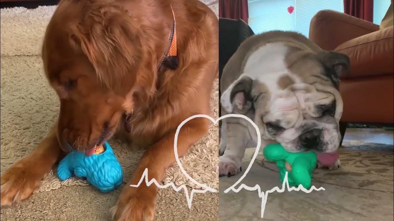 Dogsee Play Treatoy Longlasting & Durable Dog Toy to Microwave a