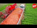 How carrots are harvested  processed  modern carrot processing technology  food factory