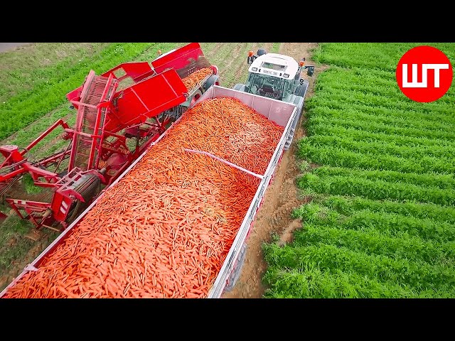 How Carrots are Harvested & Processed | Modern Carrot Processing Technology | Food Factory class=