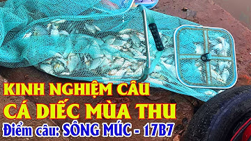 Kinh Nghiệm Câu Cá DIẾC Mùa Thu |17B7 - SÔNG MÚC Điểm Câu Diếc, Dưng, Chép Quá Đẹp, Giật Sái Tay