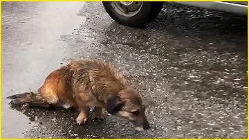 No One Wanna Save Him? Dog Tearfully Dragging In The Rain, Begging for Help