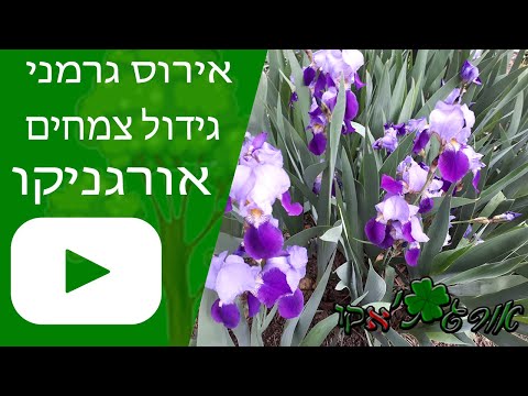 וִידֵאוֹ: אירוסים: הכנת קרקע ושתילה