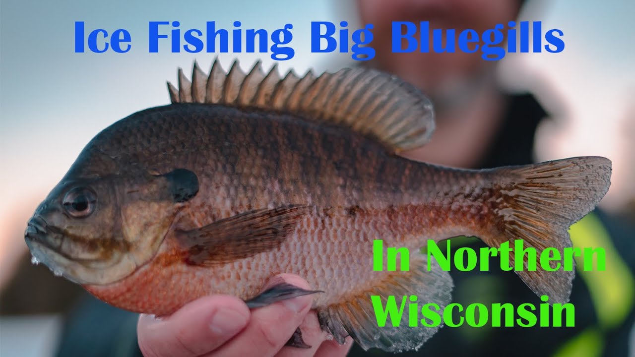 Ice Fishing for BIG Bluegills on Small Lakes in Northern WI YouTube