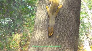 Squirrel Eating Peanut on Tree Upside Down by AnimalsReview 10,106 views 9 years ago 1 minute, 4 seconds