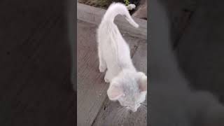 Little pretty baby #catcute #cat #adoptstrays #kitten #funny