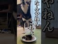 イノシシの足を貰った柴犬の反応 #柴犬 #dog #猪