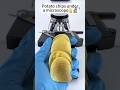 This Potato Chips Shock You 😯🔬 #shorts #shockingfacts #microscope #chips #experimnent