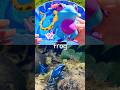 Animal Names for Kids | Toy Learning Fun: Frog Tiger Duck Parrot Mouse