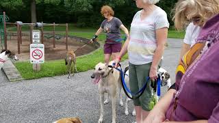 paws on the mountain greyhound adoption