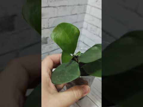 ФИКУС ТРИАНГУЛЯРИС ГРИН