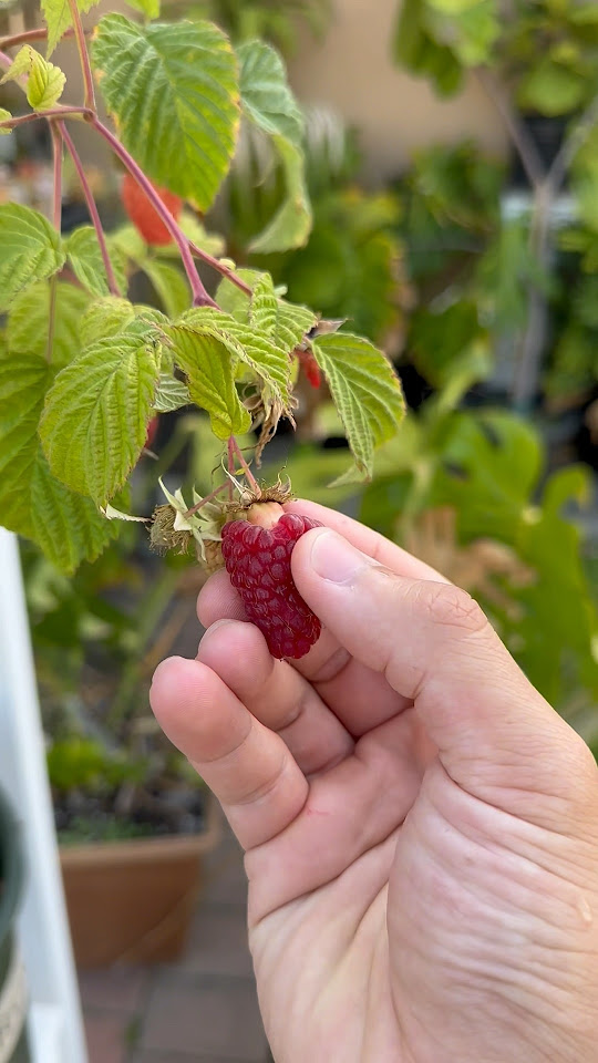 Growing my very own Raspberries! Will it taste better than store bought
