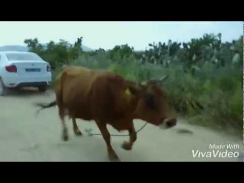 نحبك برشا اميرة 