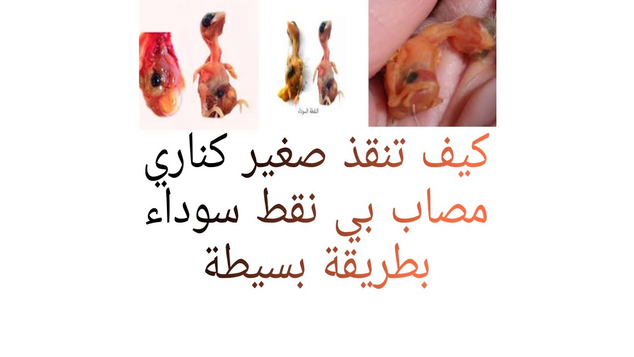 كيف تنقذ صغير كناري مصاب بي نقط سوداء بطريقة بسيطة