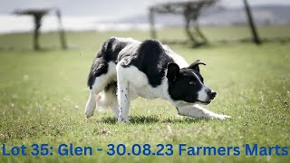 Lot 35: Glen  30.08.23 Farmers Marts Dolgellau Online Sheepdog Auction