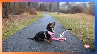 The Most Complimented Leash We Own Django Cotton Rope Dog Leash Review