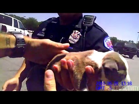 Video: Pet Scoop: Ofițer Hops din mașină pentru a salva câine mic, copiii găsiți Lab Stuck în scurgere
