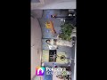 シアワセをありがとう🎵入山アキ子//cover龍吟 薫🎤