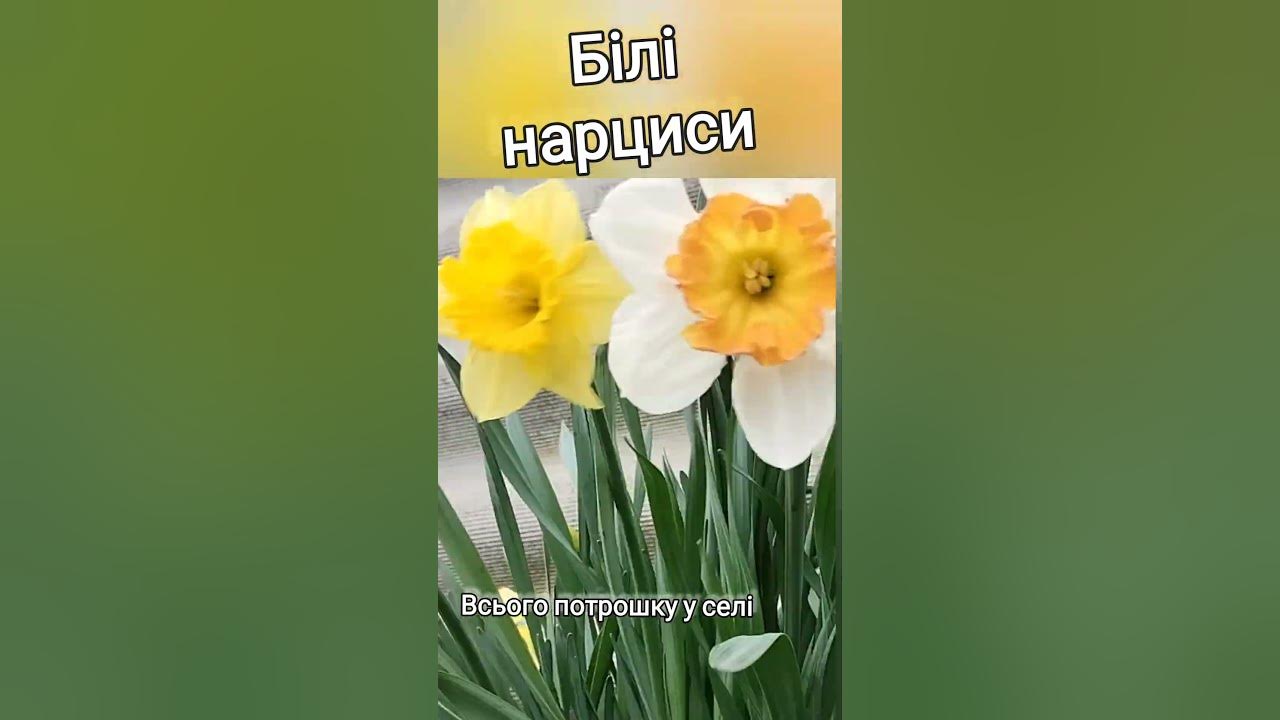 Білі нарциси #огляд_нарцисів #квіти - YouTube