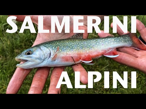 Video: Salmerino alpino: foto del pesce, descrizione, coltivazione, cattura
